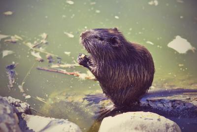 Прикрепленное изображение: _DSC8260.JPG